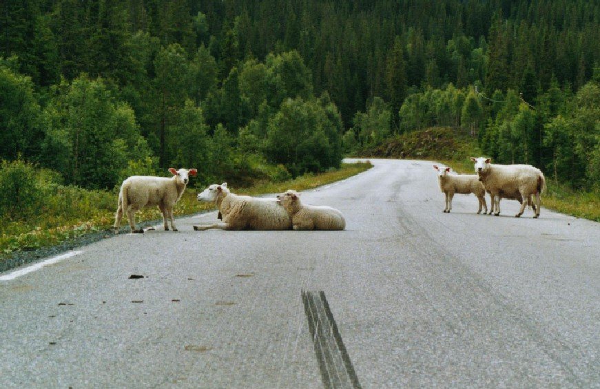 2002060716 rorvik sau